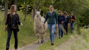 Durch Lama-Wanderungen zu Gott und sich selbst finden: Bild zeigt eine Gruppe von Menschen, die Lamas führt