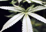 Cannabis: Bild zeigt ein Blatt einer Cannabispflanze in Nahaufnahme. Der Hintergrund ist dunkel