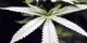 Cannabis: Bild zeigt ein Blatt einer Cannabispflanze in Nahaufnahme. Der Hintergrund ist dunkel